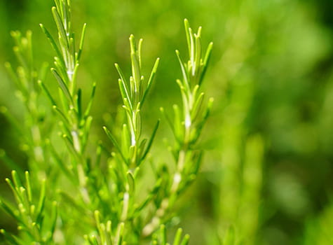 和漢植物の力を活かした処方